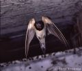 Hirundo rustica